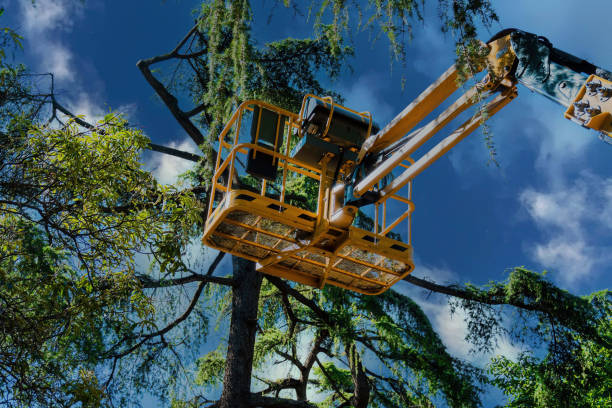 Best Tree and Shrub Care  in Brooksville, MS