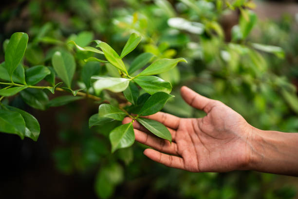 Best Tree Health Inspection  in Brooksville, MS