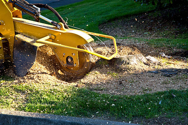 Best Tree Preservation Services  in Brooksville, MS